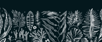 Edible seaweed seamless pattern on chalkboard Hand-drawn sea vegetables - kelp, kombu, wakame, hijiki drawings. Underwater algae ribbon in sketch style. Asian cuisine menu or healthy food design